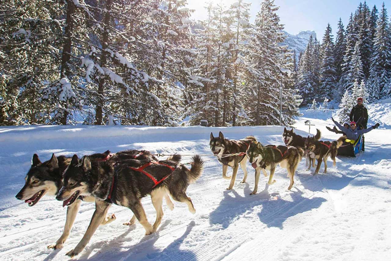 chalet-ararat-megeve-activites-chien-de-traineau