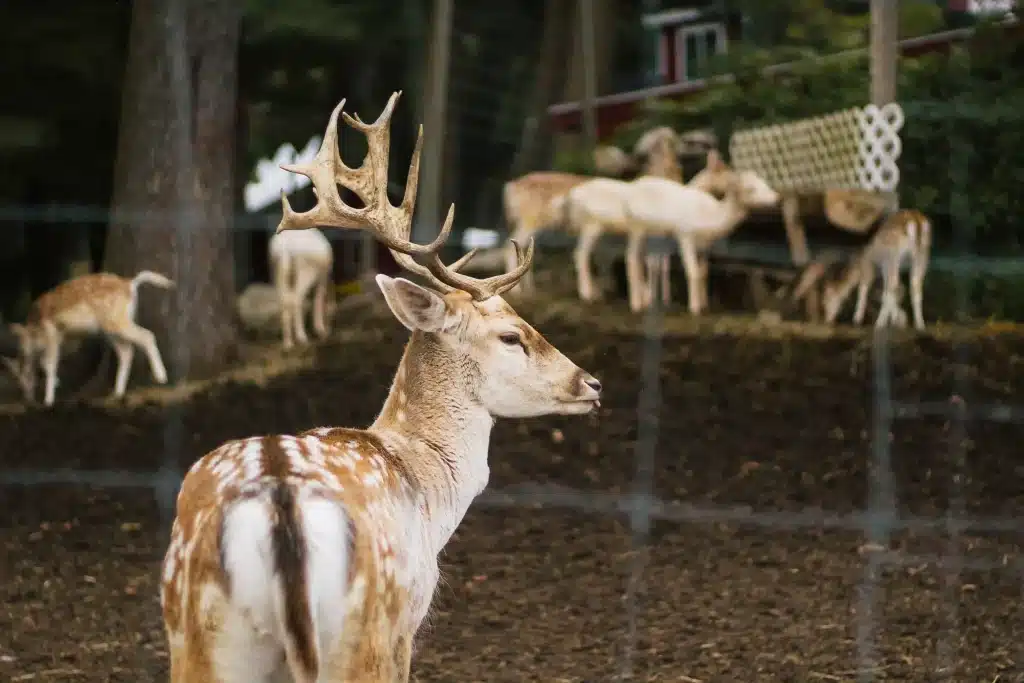 Chalet Ararat - chaletararatmegeve - Blog - Day trip to La Grande Jeanne animal park.webp