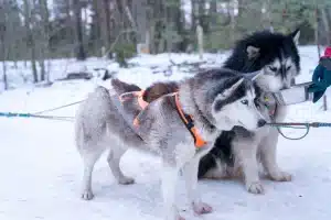 Chalet Ararat - chaletararatmegeve - Blog - Les activités d'hiver à Megève, au-delà du ski.webp